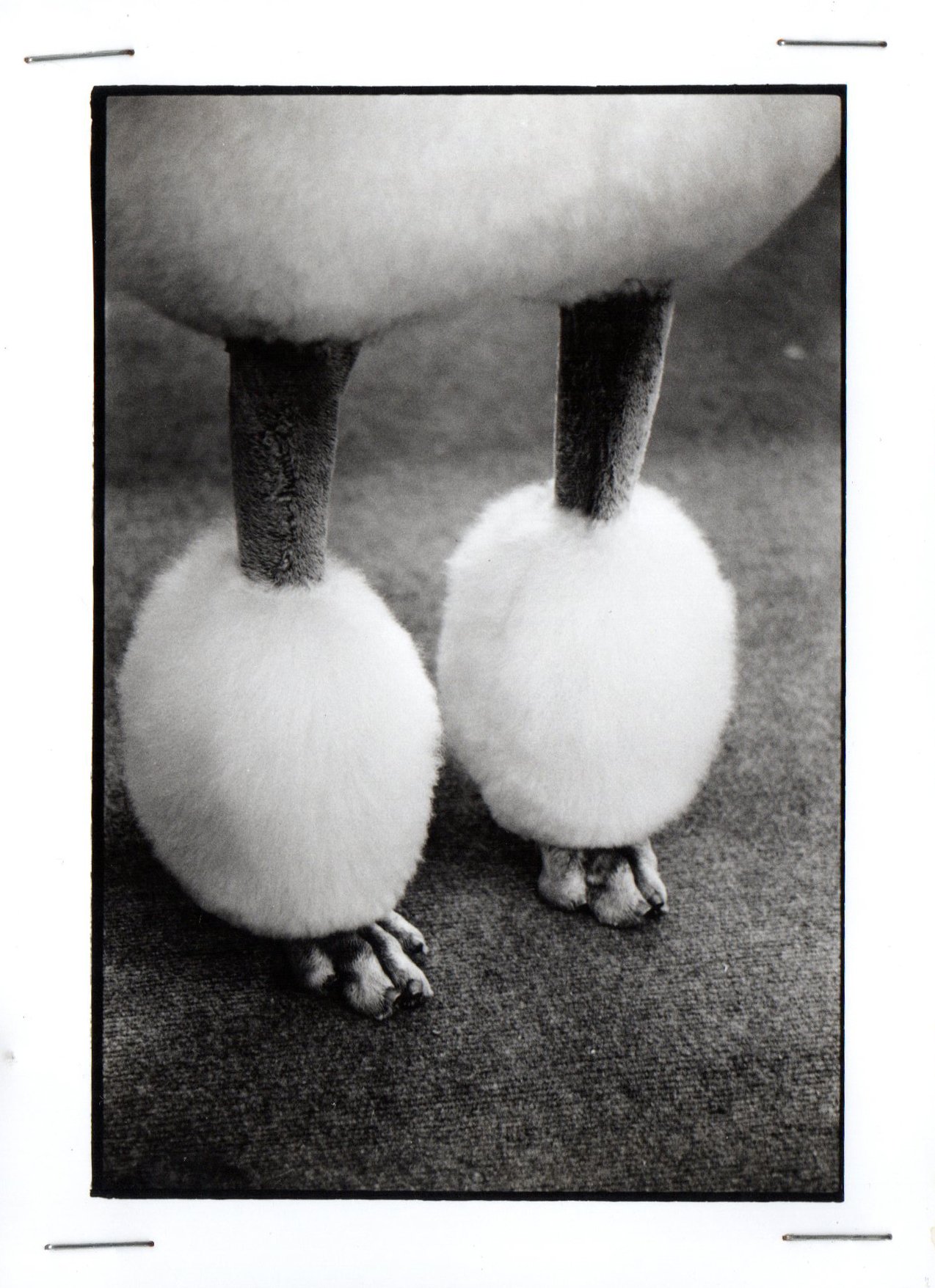 Perro Mundo — fotografía 1