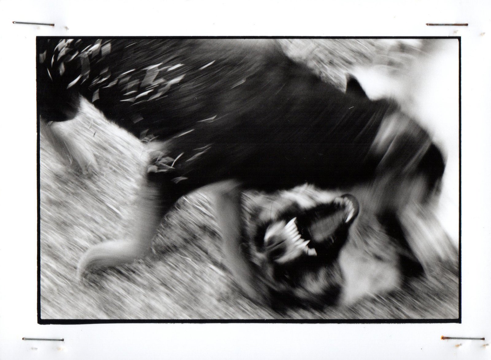 Perro Mundo — fotografía 3