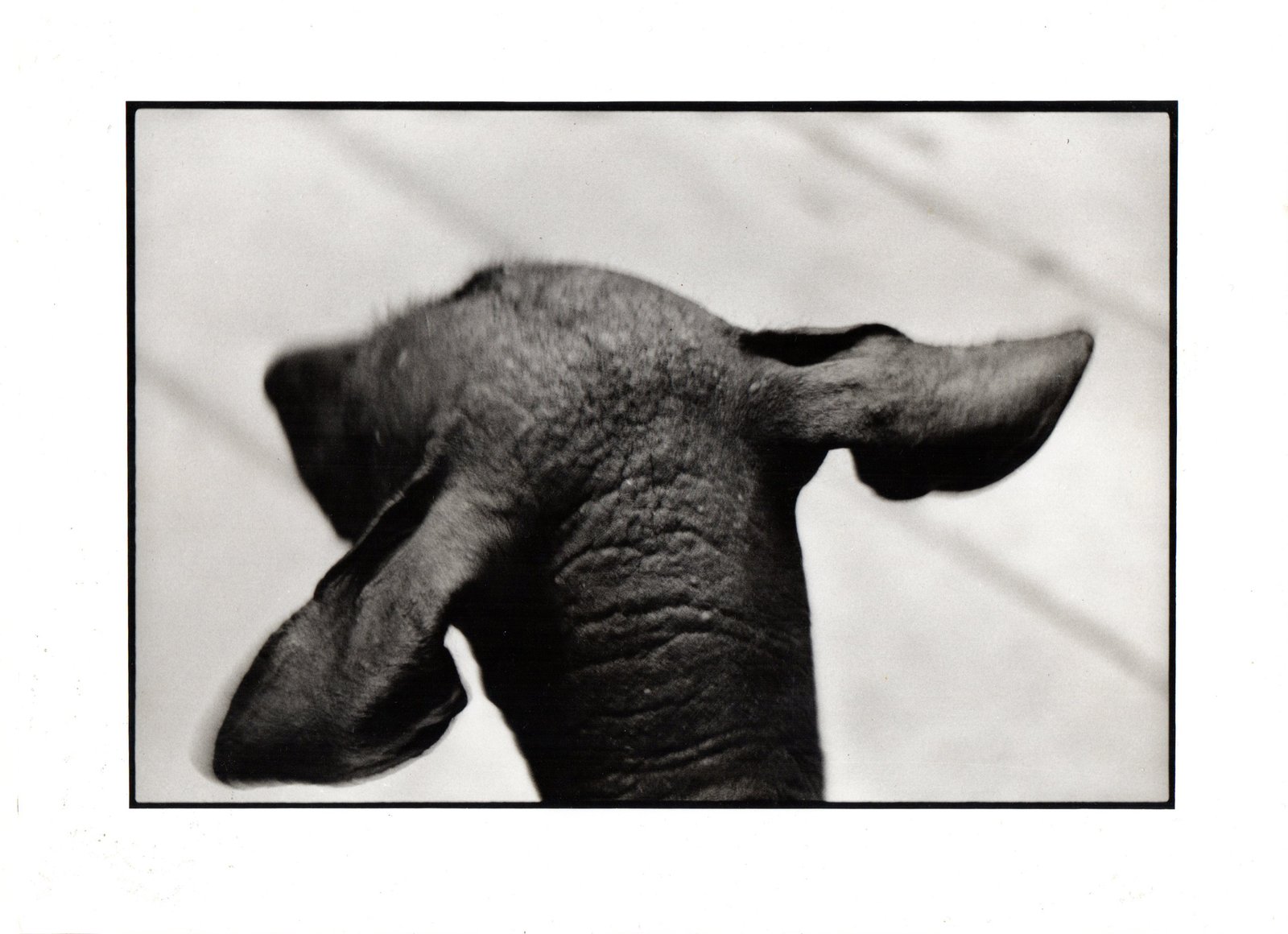 Perro Mundo — fotografía 4