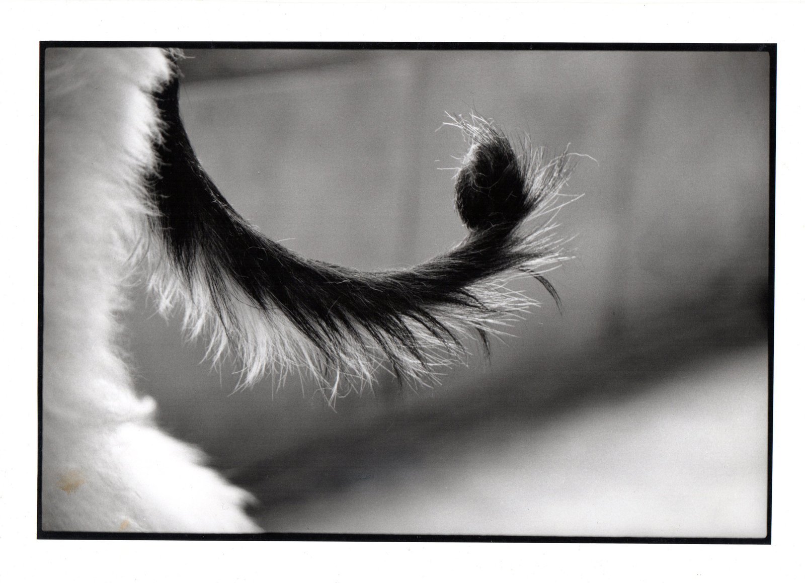 Perro Mundo — fotografía 5